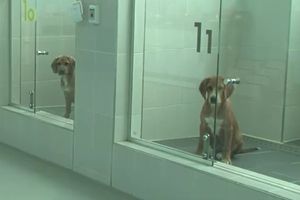 (VIDEO) BESMRTNI LJUBIMCI: U Južnoj Koreji kloniraju pse bogatih vlasnika