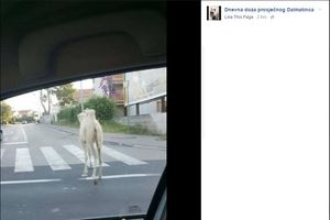 NIJE FATAMORGANA: Bela kamila trčala ulicama Zadra, prolaznici u neverici!