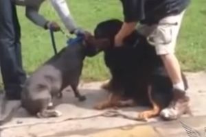(VIDEO) ČELIČNE ČELJUSTI: Evo zašto se smatra da su pitbulovi najopasniji psi na svetu