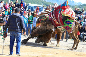 (VIDEO) Ovo je kamilje rvanje, sport koji traje 2.500 godina