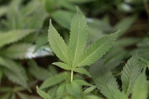 BiH NA KORAK DO LEGALIZACIJE KANABISA: Zeleno svetlo za medicinsku marihuanu