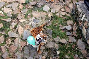 (FOTO) NATAŠI I SAJU TORTA ZA NOVU GODINU: Bengalski tigrovi se gostili biftekom i igrali balonima