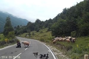 (VIDEO) ČOBANICU NAPALE OVCE: Jeziv snimak sa planine pojavio se na internetu!