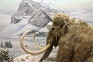 IGRANJE SA MAJKOM PRIRODOM: Ne oživljavajte mamute ako nećete da izazovete nova izumiranja