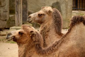 CRNO IM SE PIŠE U CRNOJ GORI: Napuštene kamile umiru na periferiji Podgorice