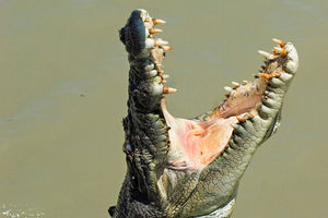 PREDATOR NA POTERNICI: Najtraženiji ubica u Australiji je - krokodil