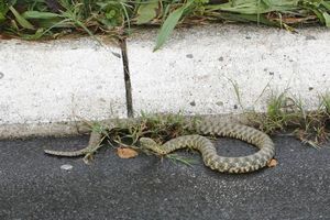 (FOTO) JEZIV PRIZOR USRED BEOGRADA: Velika zmija gmiže po pločnicima u blizini Fakulteta za medije!