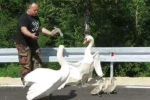 (VIDEO) ZAPELI NA KRUŽNOM TOKU U PODRAVINI: Saobraćaj stao dok porodica labudova nije spasena s puta