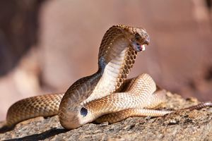 OTROVNICA NA SLOBODI: Afrička kobra pobegla iz vlasnikove kuće, izdato upozorenje stanovnicima teksaškog grada