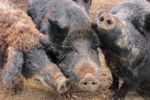 MINISTAR NEDIMOVIĆ NAJAVIO MASAKR: Zbog afričke kuge u planu odstrel 70 odsto populacije divljih svinja