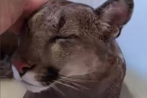 (VIDEO) NEVEROVATAN VIDEO! Pogledajte kako puma uživa pod tušem u kadi!