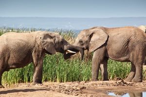 ODLUKA JEDNOG HRVATSKOG GRADA PRAVI HIT: Zabranjeno držati slonove i žirafe u stanu!