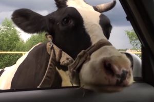 (VIDEO) ŠARULJA MU OPRALA AUTO! Ništa nije moglo da zaustavi kravu u želji da očisti unutrašnjost kola
