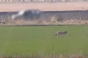 (VIDEO) SLUČAJ O KOME PRIČA CELA EVROPA: Ubio prvog vuka koji se pojavio u Danskoj posle 200 godina
