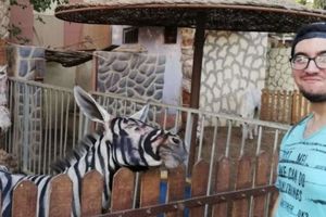 PA, OVO JE HIT: Zoo vrt magarcima iscrtao pruge da bi ličili na zebre! Čak se i farba razmazala (FOTO, VIDEO)