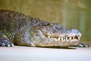 PEROREZOM PROTIV ČUDOVIŠTA: Muškarac pobegao iz čeljusti krokodila koji ga je vukao u reku uz pomoć džepnog nožića