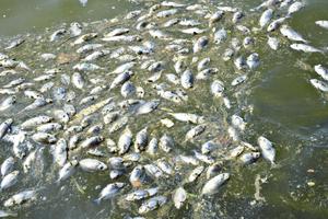 EKOLOŠKA KATASTROFA NA RECI TOPLICI: Plutaju mrtve ribe i otrovna pena, nedostatak kiše pogoršava stanje