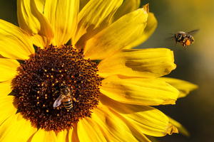 720 DINARA PO KOŠNICI: Od danas se podnose zahtevi za subvencije pčelarima
