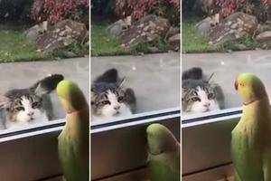 SAD ME VIDIŠ, SAD ME NEMA! Mačka se nada da će ga ćapiti, a papagaj se igra žmurke sa njom! (VIDEO)
