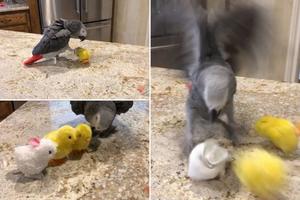 SIT SAM I ZEKA I PILIĆA! Papagaj se obračunava sa uskršnjim lutkicama! (VIDEO)