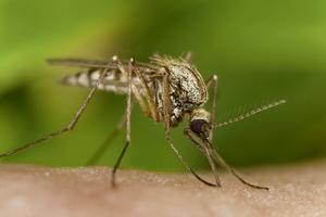 VEČERAS OD 21 KREĆE NOVI UDAR NA KRVOPIJE: Suzbijanje komaraca u Zemunu, Batajnici, Surčinu