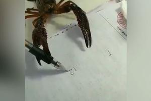 ČUDO NEVIĐENO! Škorpija drži olovku u kleštima i piše! To nije sve, ona zna i redne brojeve! (VIDEO)