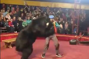 STRAVA I UŽAS RUSKOM CIRKUSU: Medved napao dresera, oborio ga na pod i grizao! Šokirana publika sve gledala, a onda su ljudi u panici počeli da beže! (VIDEO)