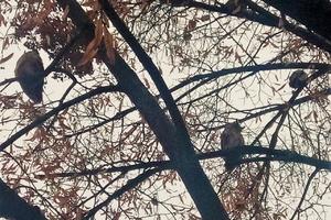 ŠUMSKE SOVE SE UNGEZDILE U CENTRU PROKUPLJA: Više od deset ptica nastanilo staru lipu u pešačkoj zoni, deca oduševljena