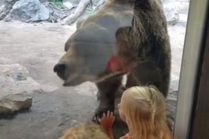NIJE ZA GADLJIVE! Deca ushićeno gledala medveda u zoo vrtu, kada im je okrenuo leđa, roditelji su povikali O NE! (VIDEO)
