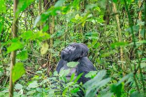 ALARMANTNO: Krčenje šuma ugrozilo životinje u Ugandi, prinuđeni da jedu izmet slepih miševa koji je povezan sa KOVIDOM-19