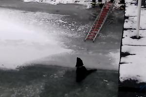CVILEO I DOZIVAO POMOĆ! Pas upao u ledenu reku, vatrogasci na sve načine pokušali da dođu do njega i spasu ga! (VIDEO)