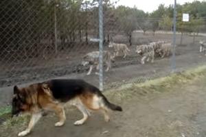 KRV NIJE VODA! Kada vidite ponašanje ovog psa i čopora vukova naježićete se (VIDEO)