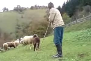 LANSIRAO GA PRAVO U NEBO! Pastir je čuvao ovce, a onda se na njega zaleteo ovan, nastao je HAOS (VIDEO)