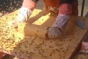 JEZIVE SCENE SA PIJACE U KINI! Prodavac mesi kolač, a oko njega hiljade smrtonosnih pčela! Ova poslastica ubija! (VIDEO)