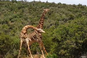 FAJT KAO U RINGU! Dve lude žirafe se potukle, pa umlatile jedna drugu vratom, sve pucalo! (VIDEO)