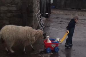 DETINJSTVO NA SELU JE NEPROCENJIVO! Dečak stavio 2 jagnjeta u kolica pa ih voza, a ovca ga u stopu prati! (VIDEO)