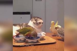 MOŽE LI BOLJE?! Ovu macu dvore tri papagaja, a tek kad vidite kako je ljube i češljaju (VIDEO)