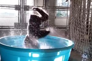 SNIMAK KOJI JE NASMEJAO MILIONE LJUDI! Gorila pleše u bazenu u zoološkom vrtu! (VIDEO)