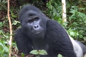 URNEBESAN SNIMAK UHVAĆEN IZ ZOO-VRTA: Evo kako gorile BEŽE OD KIŠE, a ponašanje je skoro IDENTIČNO kao kod ljudi (VIDEO)