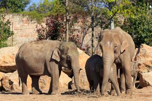 PREDSEDNIK BOCVANE ZAPRETIO NEMAČKOJ: "Poslaćemo vam 20.000 slonova, ovo nije šala!"