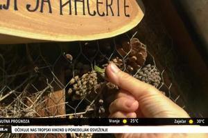 HOTEL ZA INSEKTE: Bubamare, pčele, pauci dobili mesto za preživljavanje (KURIR TV)