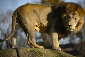 NAPAO JE DOK JE ČISTILA KAVEZ Lav lakše povredio radnicu zoološkog vrta u Nemačkoj