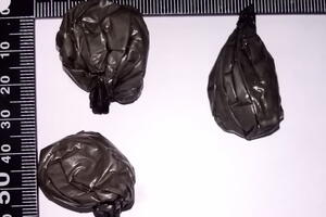 HAPŠENJE U TITELU: Policija kod meštanina pronašla 160 grama amfetamina pretresom stana