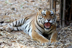 UHAPŠEN NAKON 20 GODINA POTRAGE Muškarac iz Indije ubio 70 ugroženih bengalskih tigrova
