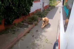 BEZUSLOVNA LJUBAV: Pas nije hteo da napusti vlasnicu, trčao je za vozilom hitne pomoći sve do bolnice VIDEO
