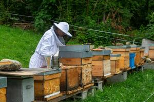 PORAŽAVAJUĆE POSLEDICE KLIMATSKIH PROMENA Ekstremno vreme naškodilo kolonijama pčela u Sloveniji: Osim meda, ostali i bez voća