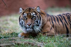 EKSTREMNE KOLIČINE SNEGA NA ISTOKU RUSIJE: Sibirski tigar je ugrožena vrsta, a zbog ovoga im preti dodatna opasnost