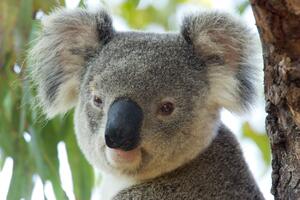 ZA MASAKR KOALA U AUSTRALIJI PODIGNUTO 126 OPTUŽNICA: Prošle godine stradalo na desetine ovih zaštićenih životinja