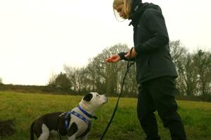 NE ŽELI DA BUDE SAM: Pas koji je ogluveo uči znakovni jezik kako bi pronašao dom VIDEO