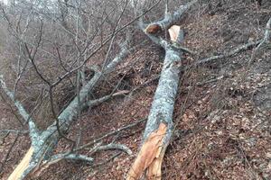 ALBANCI PUCALI NA VOJSKU SRBIJE: Krali drva na području kuršumlijske opštine
